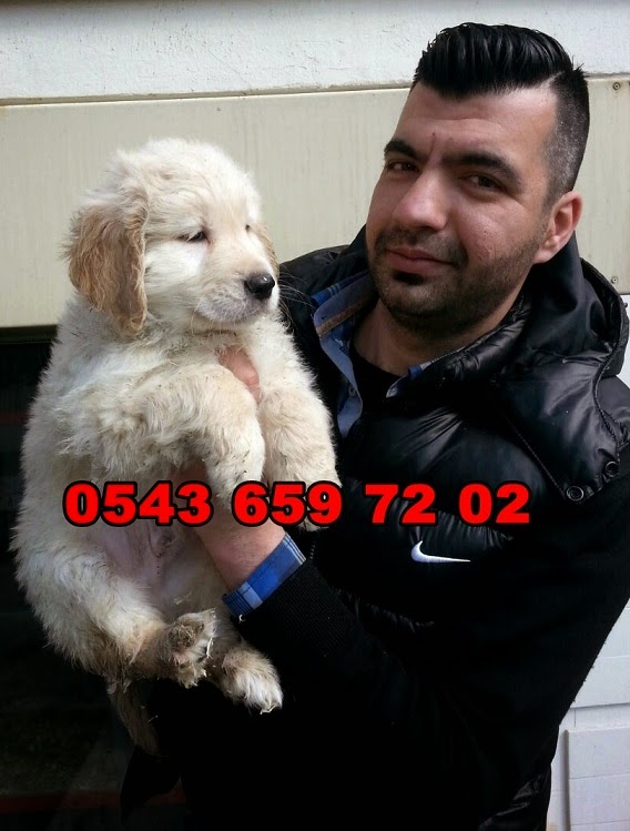 Satilik Yavru Kopekler Pet Station Satilik Golden Yavrulari 0543 659 72 02