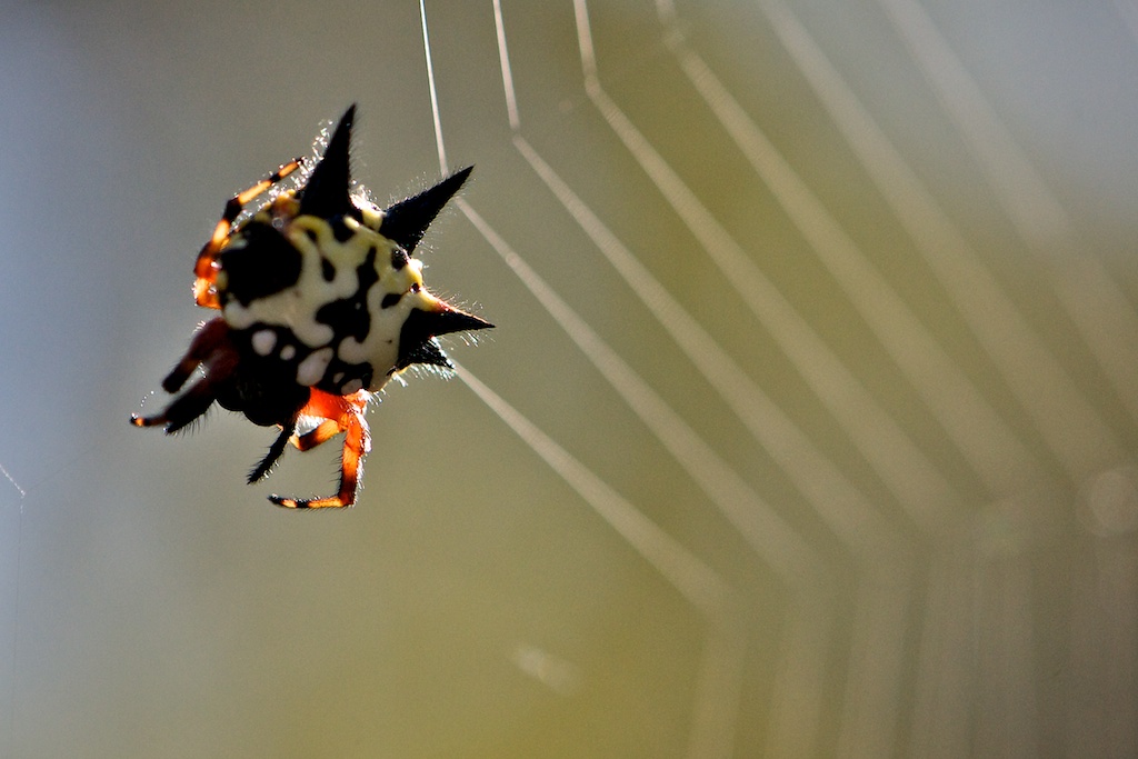 Real Monstrosities Christmas Spider