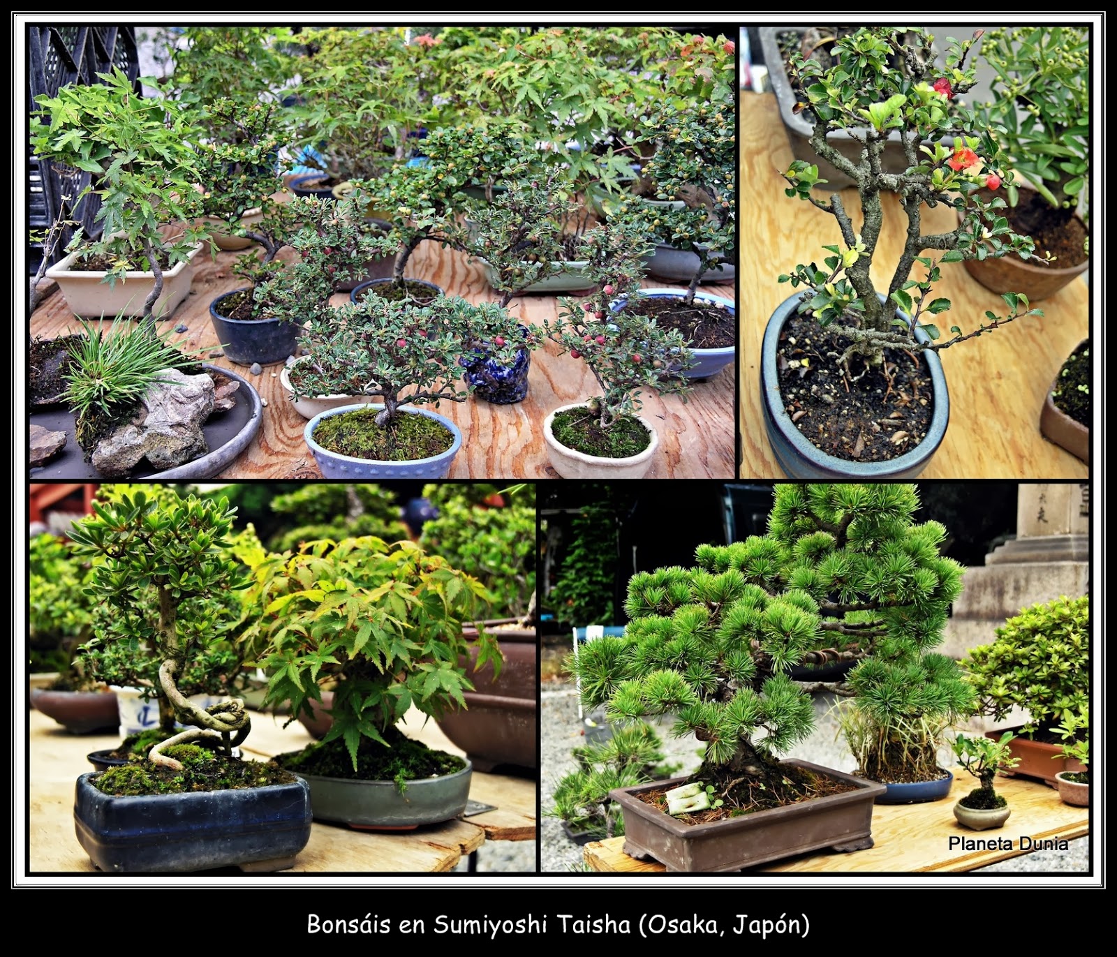 Árboles de un jardín japonés