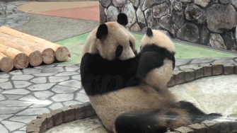 Funny animal gifs - part 77 (10 gifs), baby panda kisses mommy gif