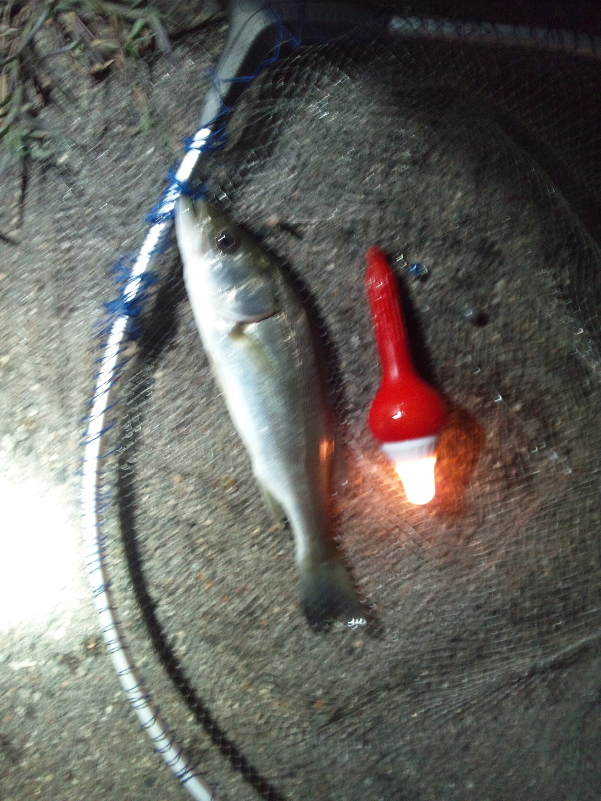 釣りガサブログ セイゴ釣り ３