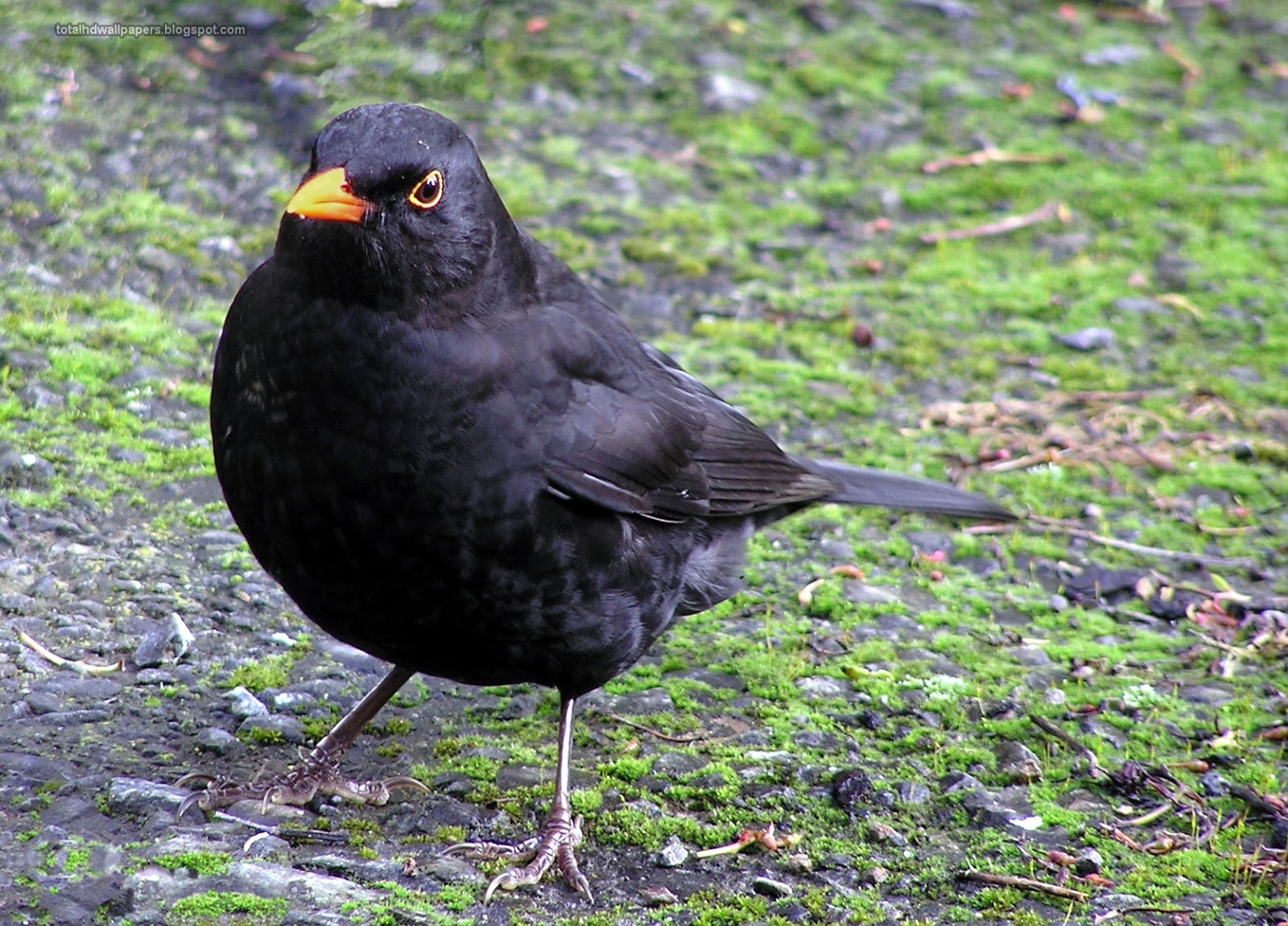 Wallpaper Black Bird | desktop wallpapers animals wallpapers flowers wallpapers Wallpaper Black Bird | desktop wallpapers animals wallpapers flowers wallpapers