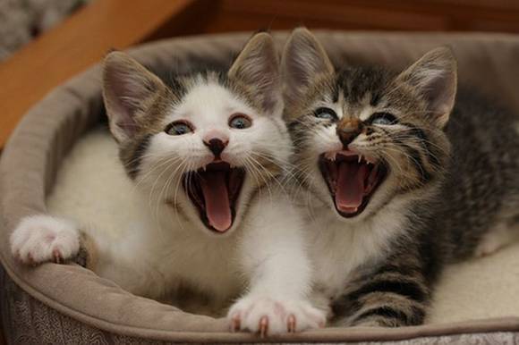 Gatos engraçados - Os melhores vídeos de Gatos engraçados 
