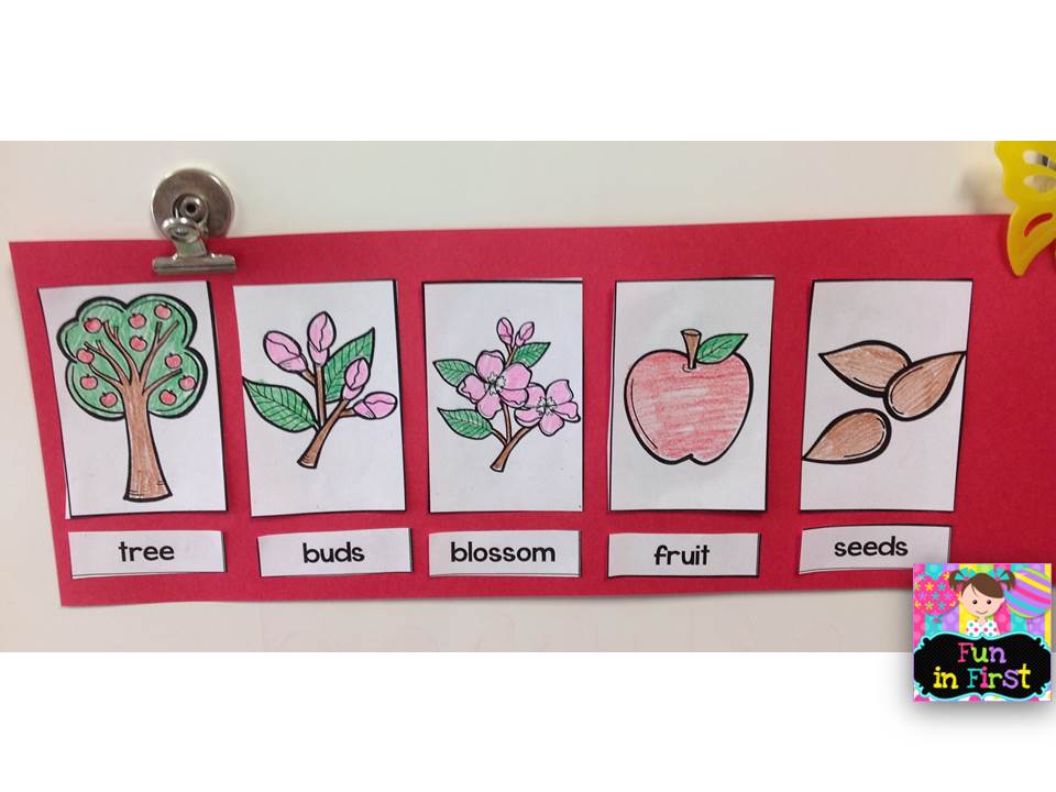 All About Apples Fun In First