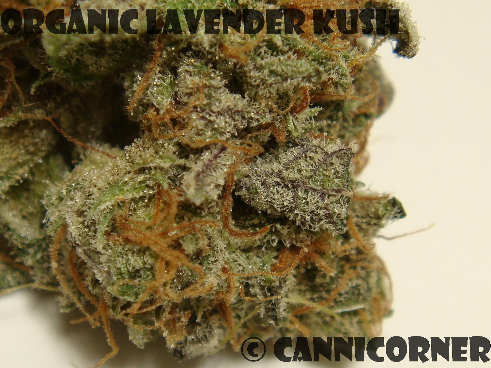 CanniCorner: Organic Lavender Kush (Super Skunk x Big Skunk Korean x