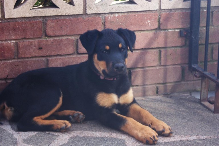 rottweiler dogs dysplasia overfeed careful gain breed easily hip because weight