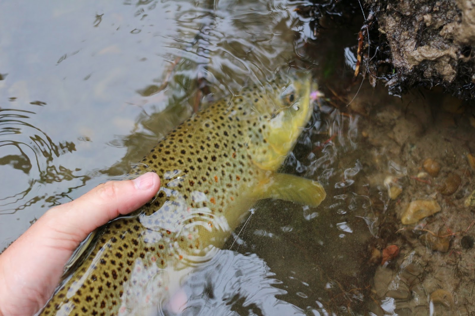 Brown+Trout+Flyfishing+Upper+Green+River+near+Jackson+Hole+Wyoming+with+Jay+Scott+Outdoors+4.JPG