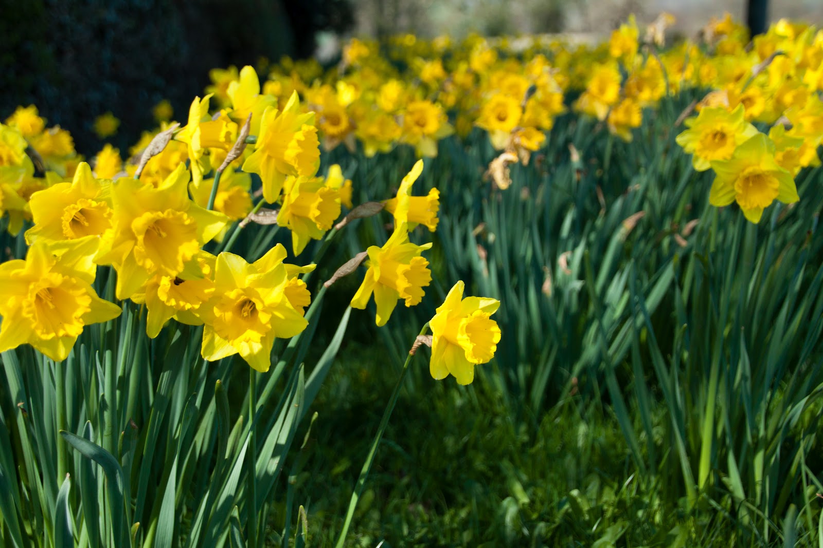 Peach and Thistle Wild Daffodils= English Spring is Here!