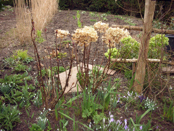 Beechwood Landscape Architecture And Construction Goldflame Spirea