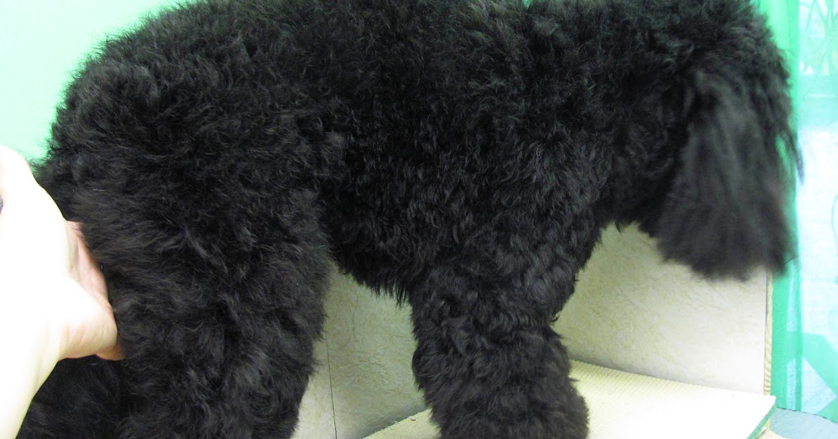 canine all wormer 40kg