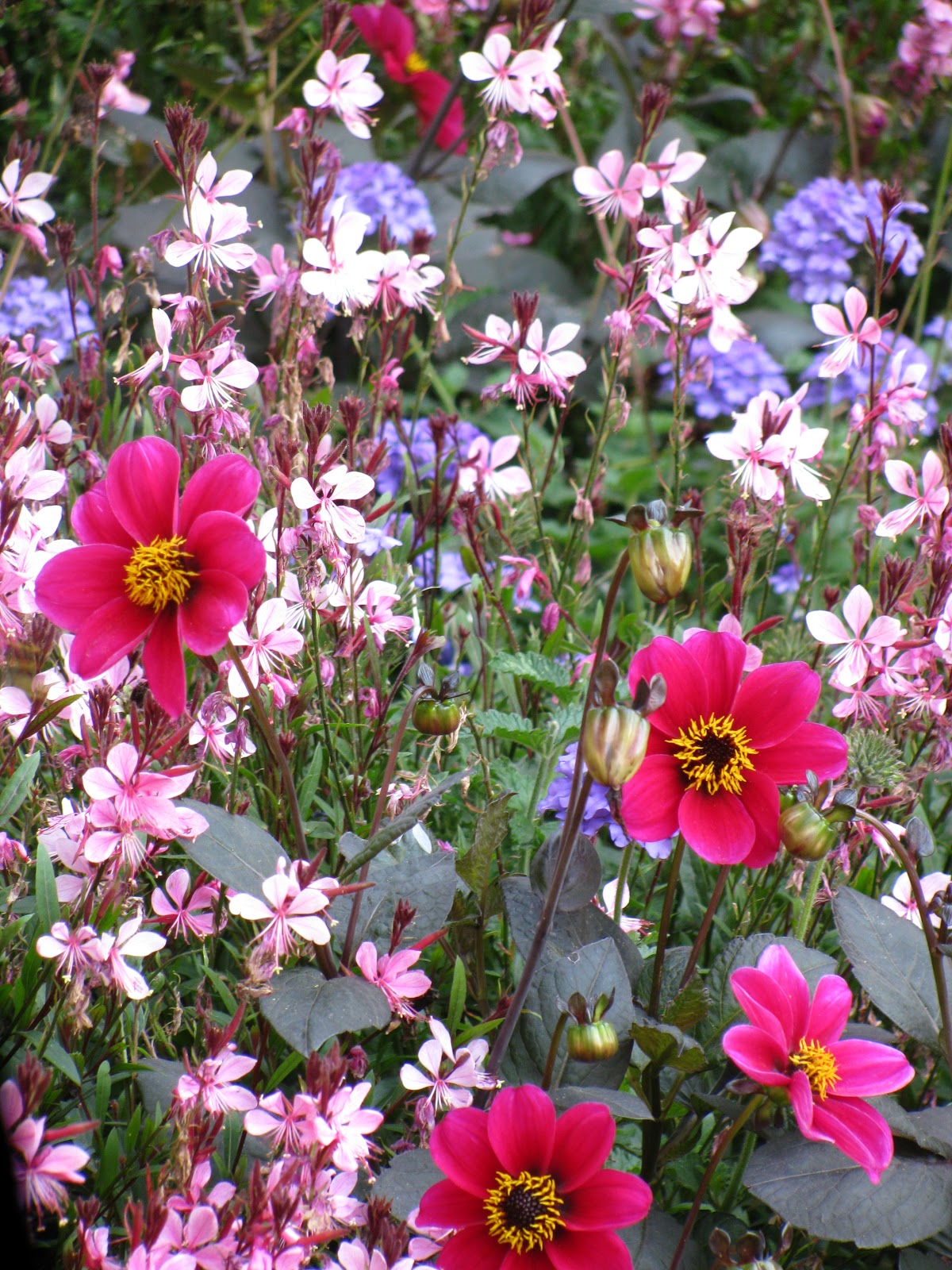 Flora and Fauna Plants and Critters Roadside Flowers in Antwerp, Belgium