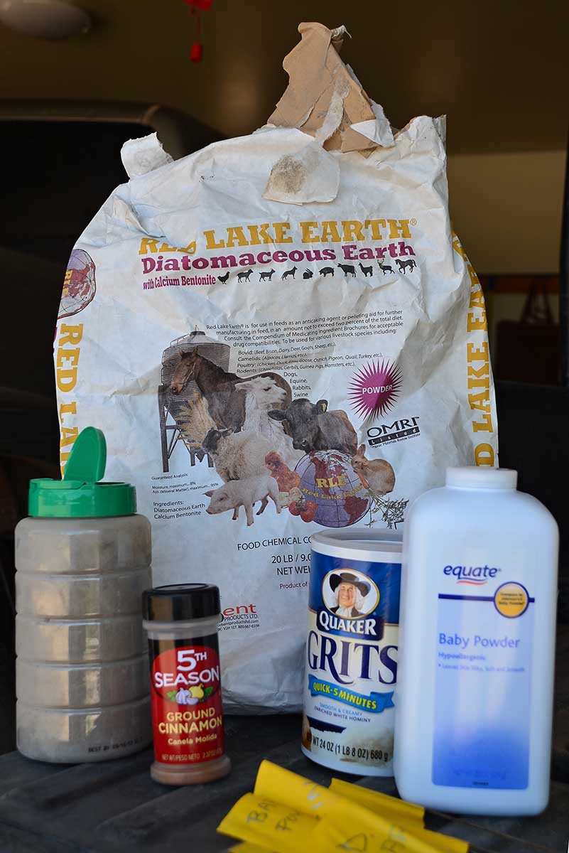 Do Grits Kill Ants Brainy Breeze