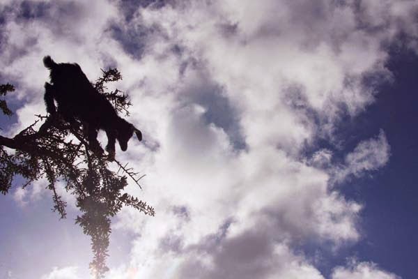 The goats aren’t just pulling off this balancing act for fun. - Imagine Driving Down The Road And Seeing THIS In The Trees. Seriously, This Is Crazy. The goats aren’t just pulling off this balancing act for fun. - Imagine Driving Down The Road And Seeing THIS In The Trees. Seriously, This Is Crazy.