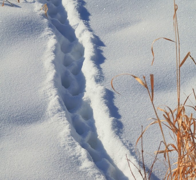 Turbo's Track and Photo Tour: Skunk Tracks, Spring isn't too far away:)