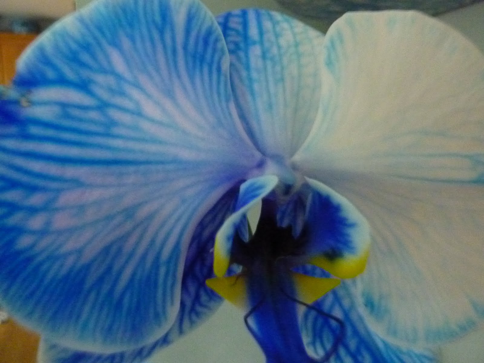 Blooming Hill Lavender Farm Blue Orchid