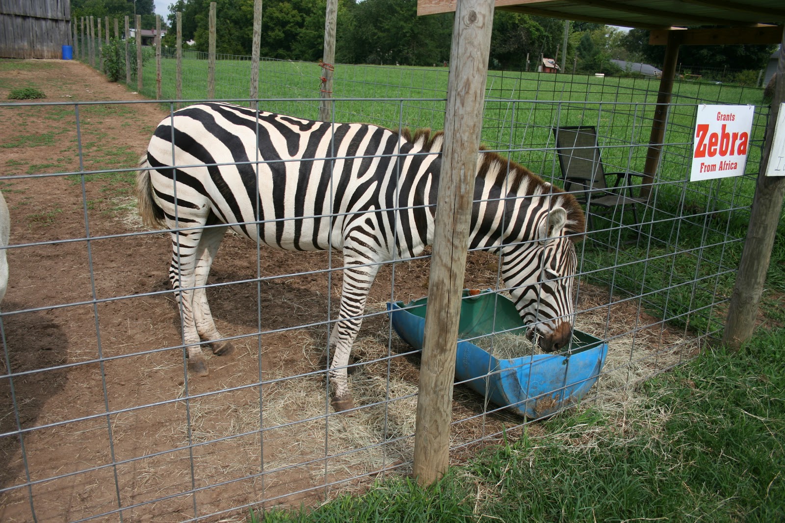 Loving Life the Weiss Way Petting Zoo