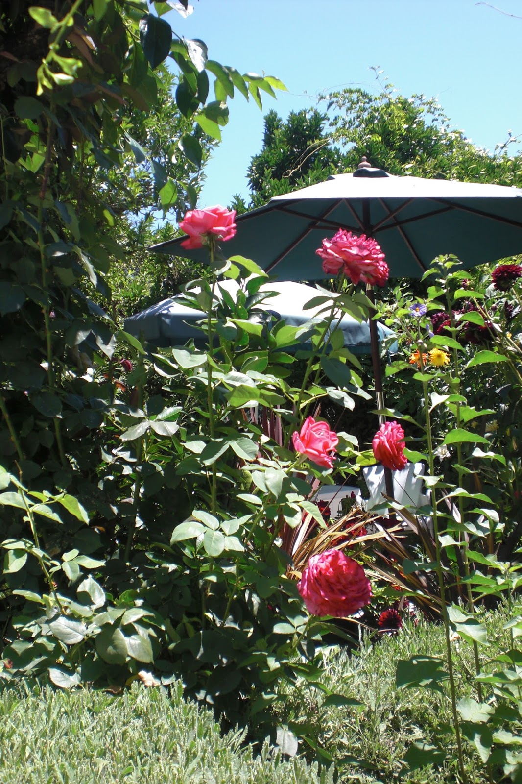 Gardening Tips For The Santa Cruz Mountains The Mountain