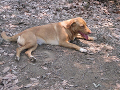 Guardián del camino