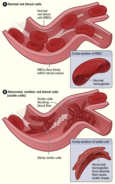 What Term Describes A Group Of Cells 89