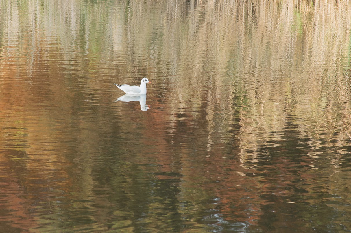 swimming seagull