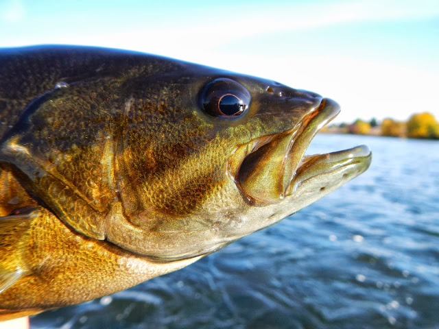 Yakima River Smallmouth Bass