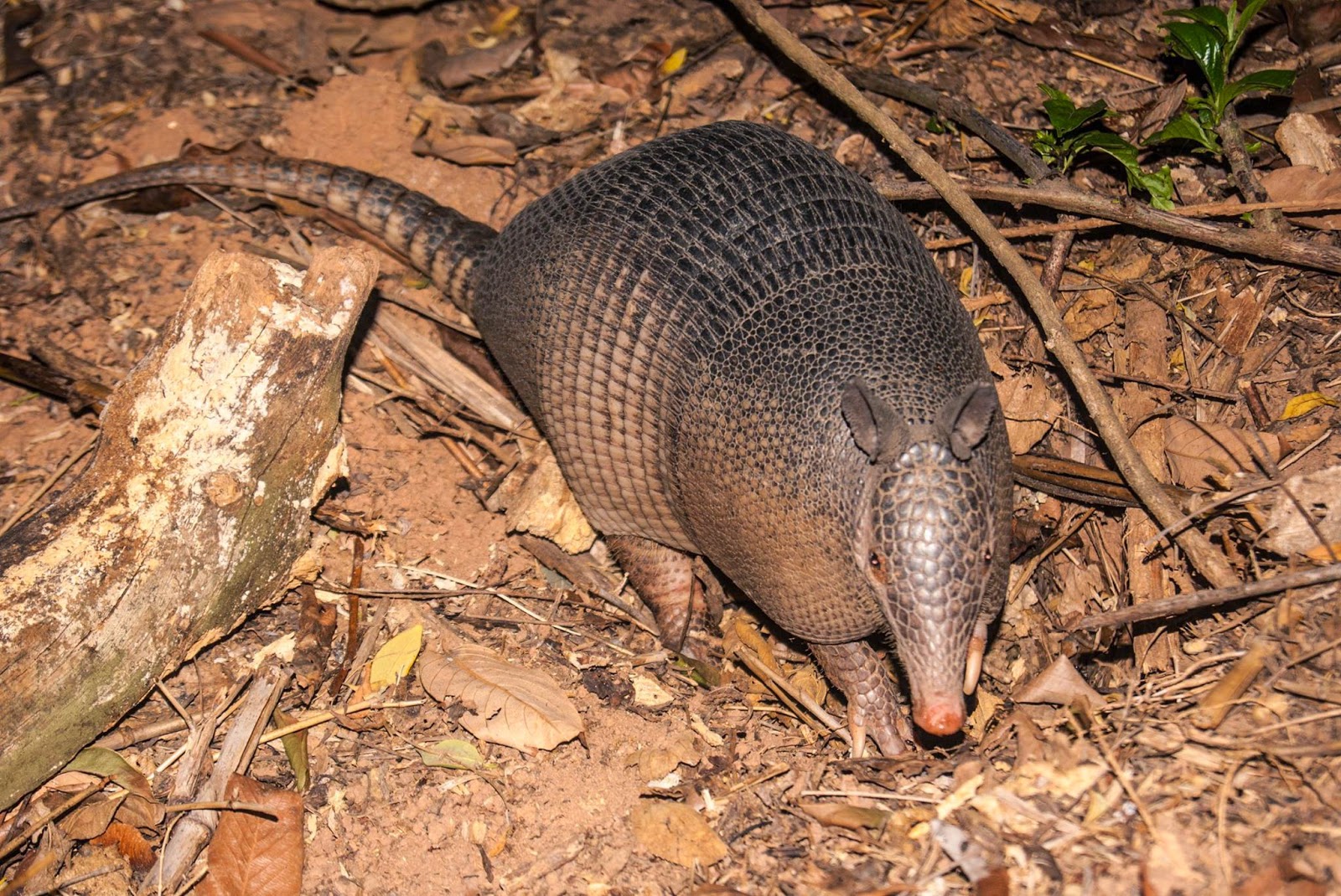 Conhecendo os Animais Dasypus novemcinctus