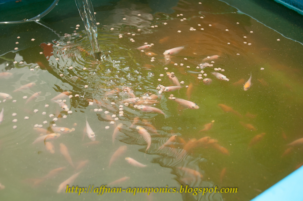 Affnan's Aquaponics Tilapia Breeding Fresh Batch of Fry Another Day
