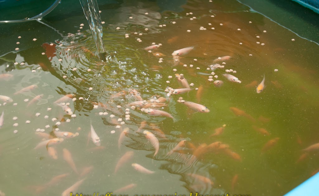 Affnan's Aquaponics Tilapia Breeding Fresh Batch of Fry Another Day