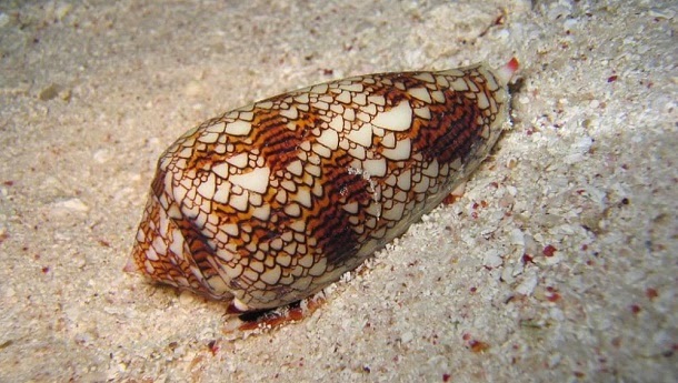 Caracol de cone-de-mármore (Conus marmoreus)
