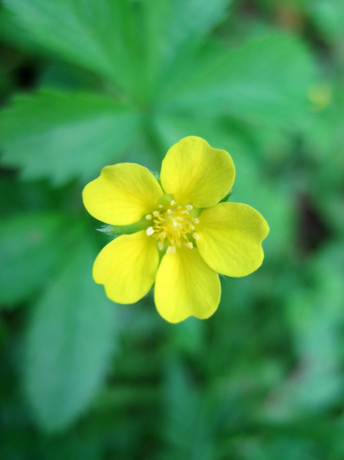 Mr. Micawber's Recipe for Happiness More Rides, More Wildflowers....