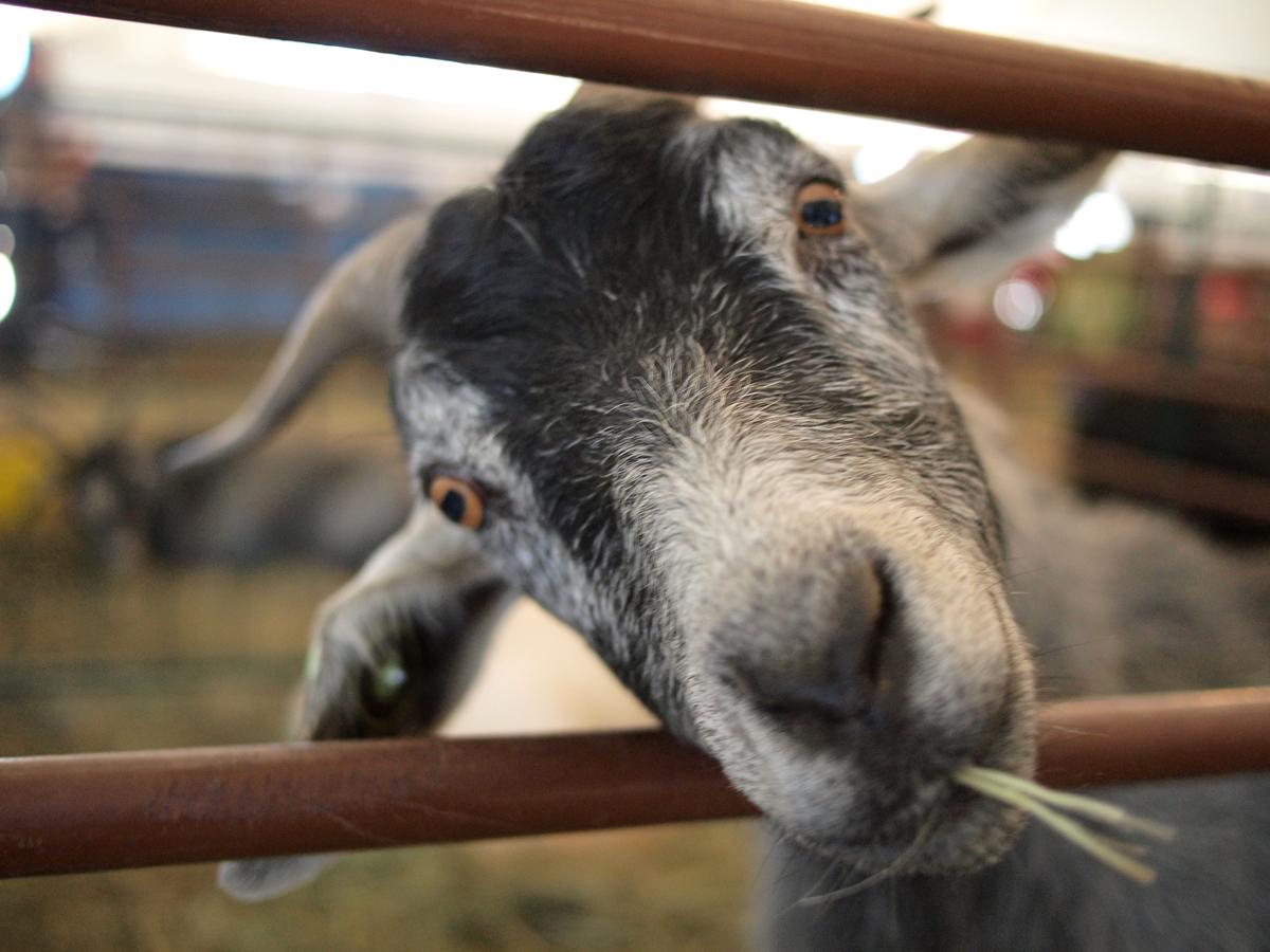 Cute Goat Face