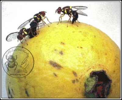 ذبابة فاكهة البحر الأبيض المتوسط Mediterranean fruit fly