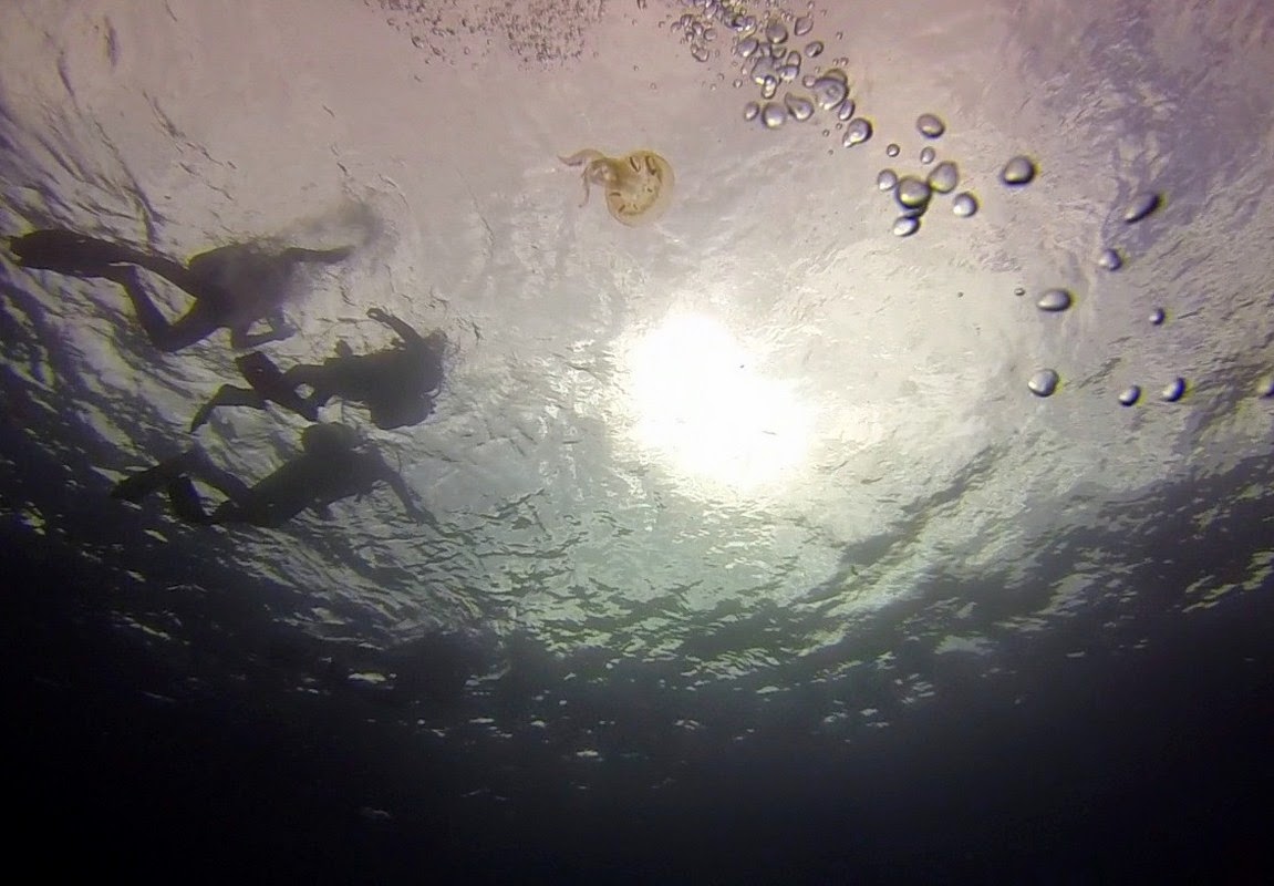 rencontre entre plongeur