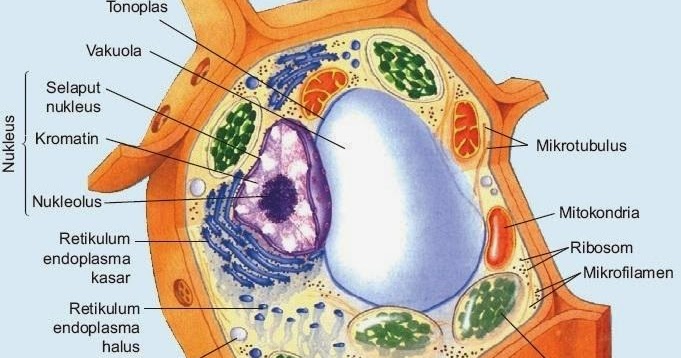 Soal dan Pembahasan Bab Struktur Sel Kelas XII IPA