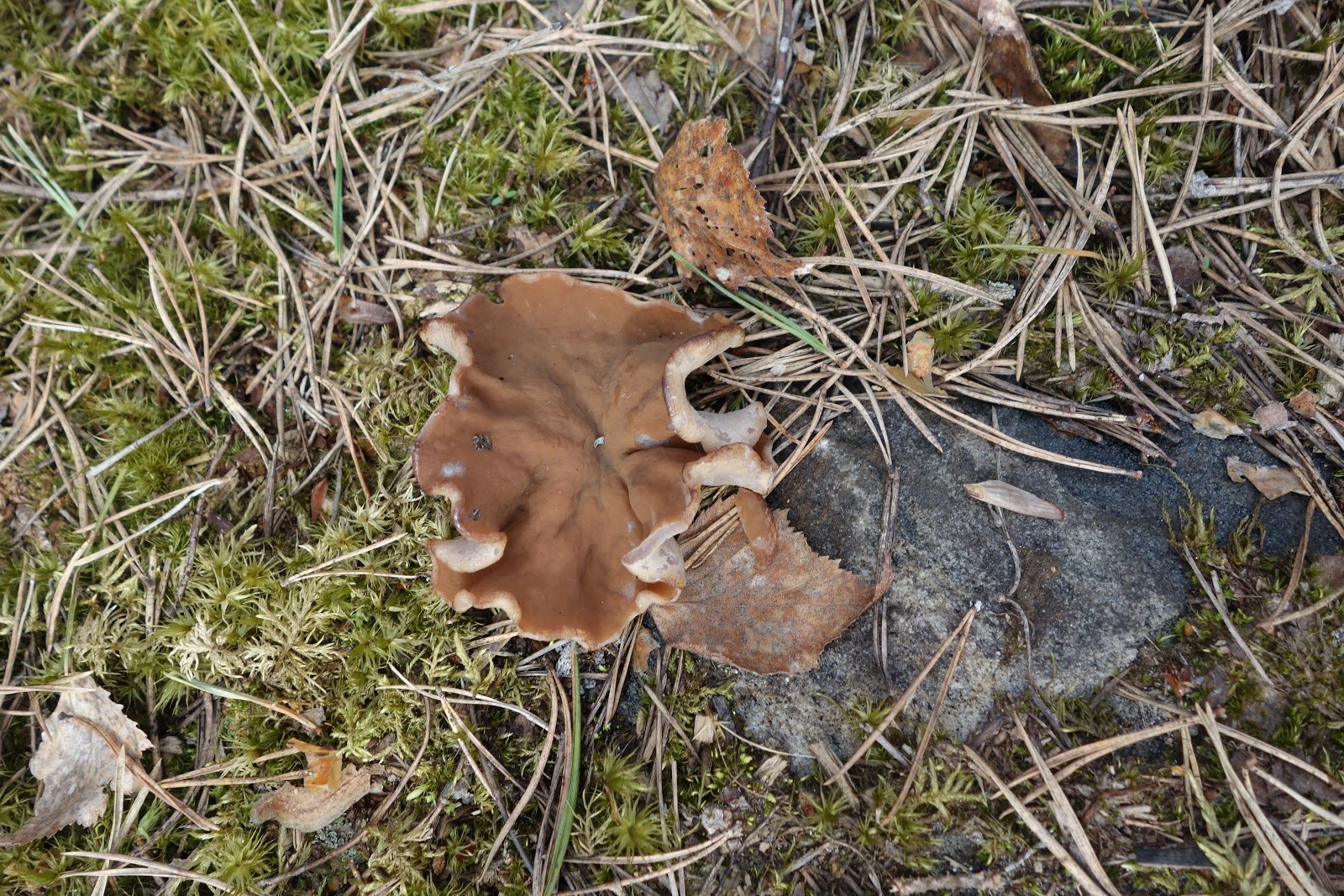 Finland from a Teacher's Perspective The Intrepid Mushroom Hunters