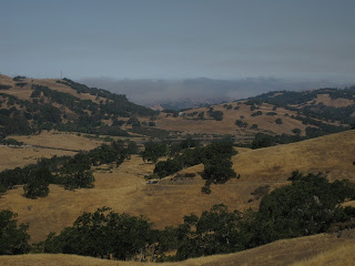 Golden hills studded with trees, fog layer in the distance.