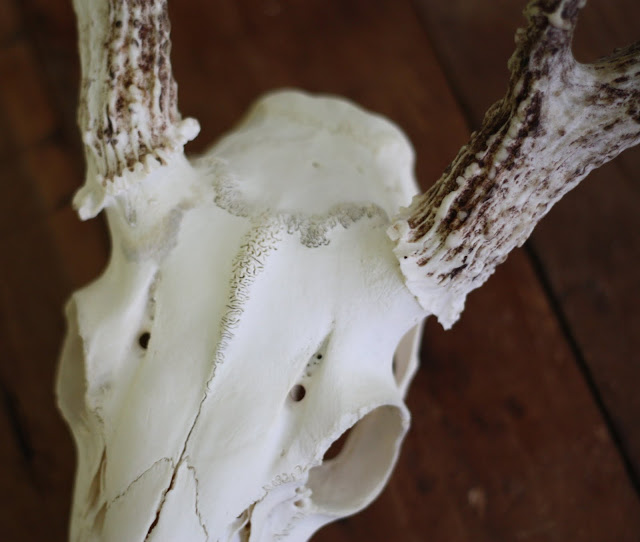 How to Clean and Wall Mount Deer Antlers 17 Apart