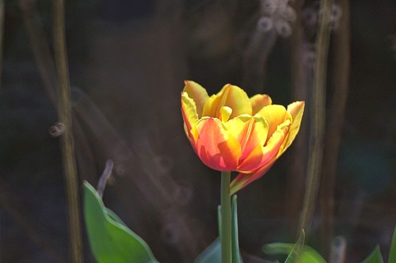 [Image: tulip2SM.jpg]