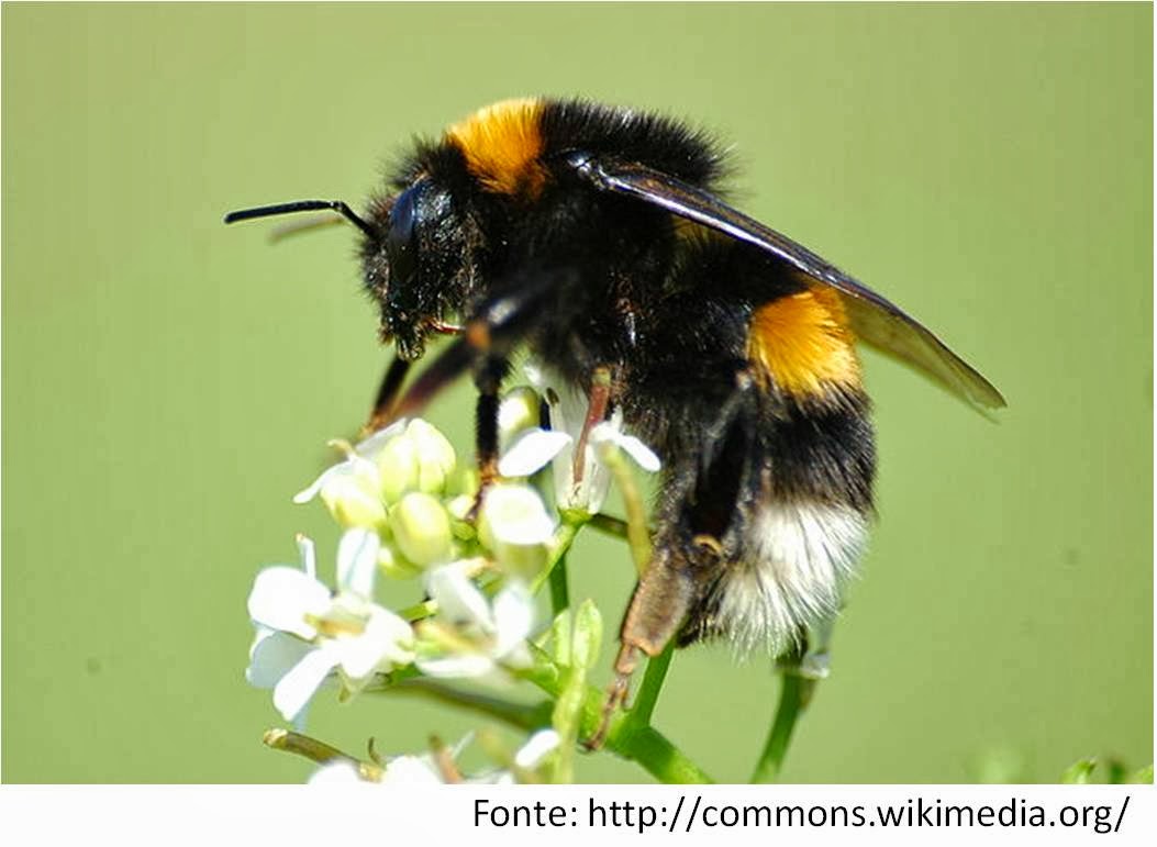 PDF) Abelha Procurada - Procura-se viva a abelha invasora: Bombus