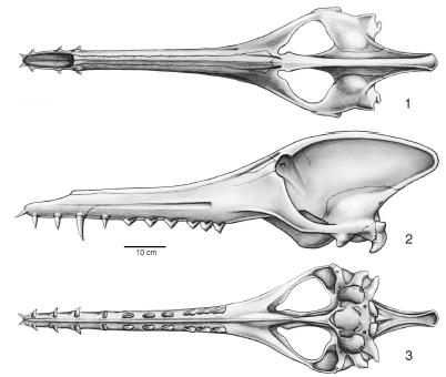 http://1.bp.blogspot.com/-Ag7ymplOUjw/TyIPtJpcs9I/AAAAAAAABP0/eaVd_r_ww8c/s1600/early-cetacean-skull-thumb-500x422-20840.jpg