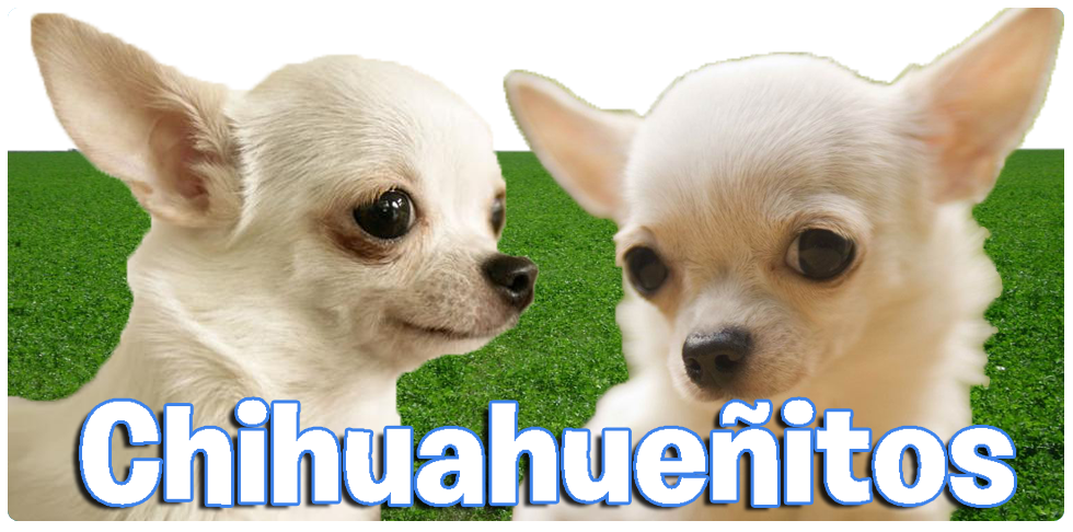 Chihuahueñitos
