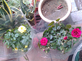 Bercuti Di Cameron 3 Melawat Taman Rama Rama Waktu Solat Dot Net