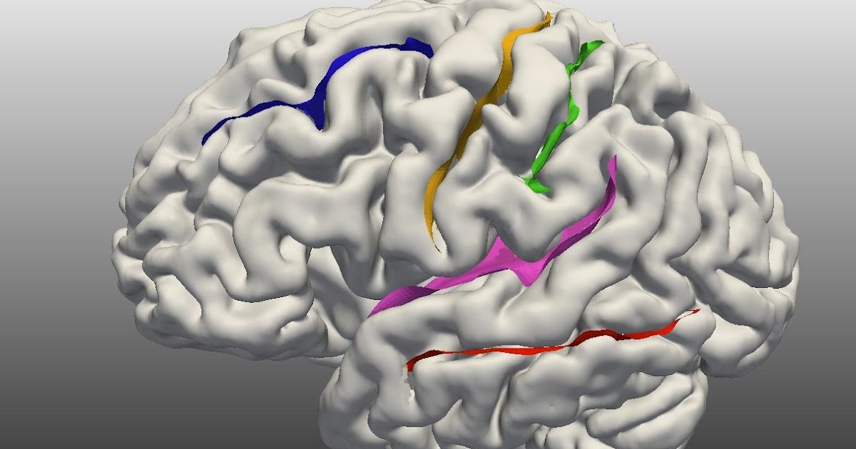 brain + map + statistics: Why we label sulci