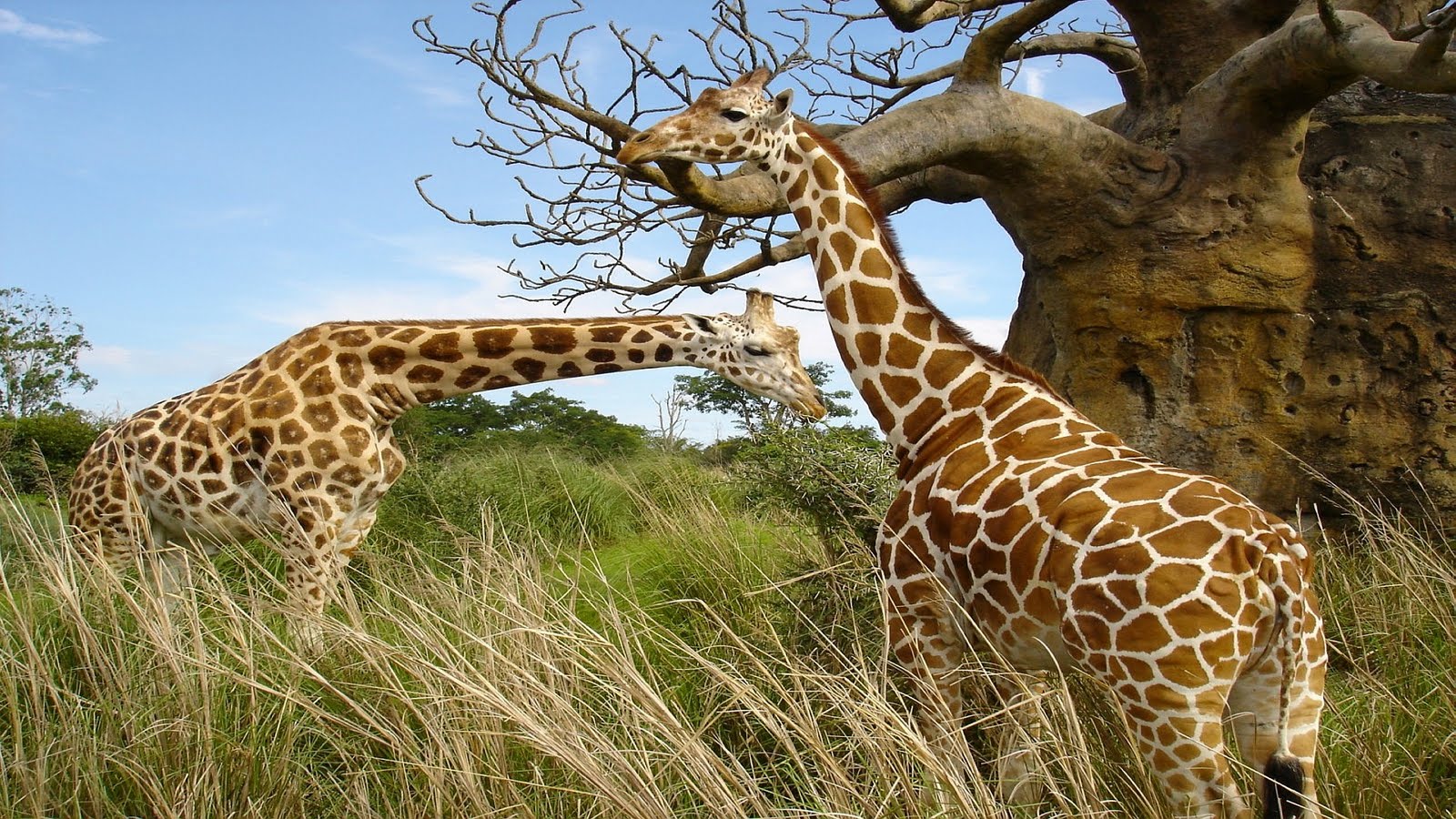 http://1.bp.blogspot.com/-AhFO5Ve8rU0/TlPghLGVyGI/AAAAAAAALoY/yPsWHYaV5yI/s1600/Animales-Salvajes-girafas_01.jpg