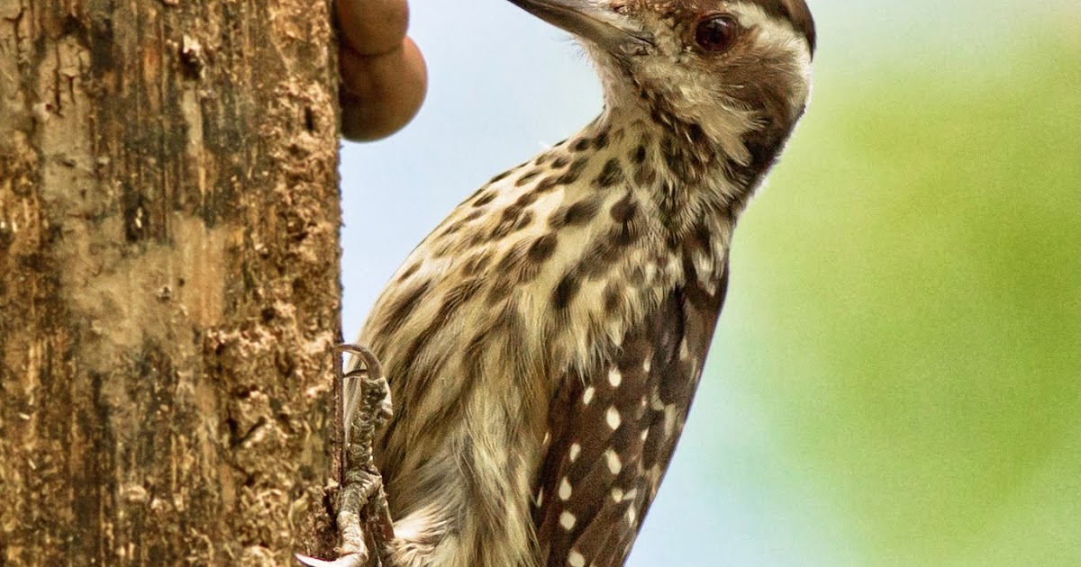 Woodpeckers of the World: Picid in Focus: Philippine Woodpecker