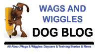 Postings By Wags & Wiggles Staff & Trainers