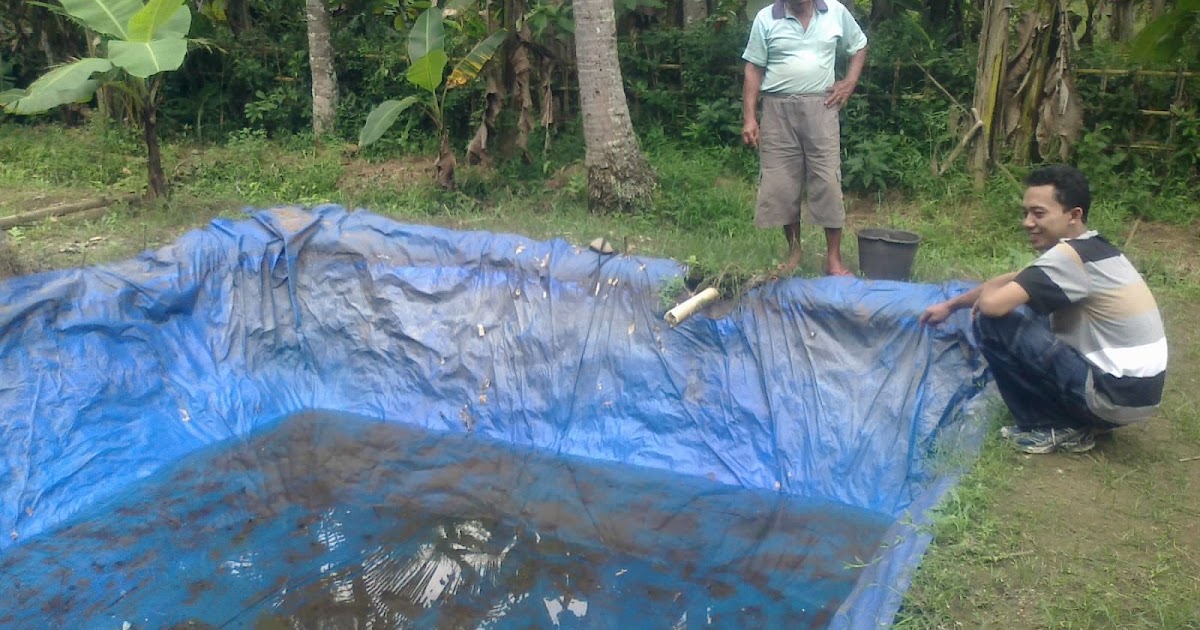 Cara Budidaya Cara Budidaya Ikan Lele Di Kolam Terpal
