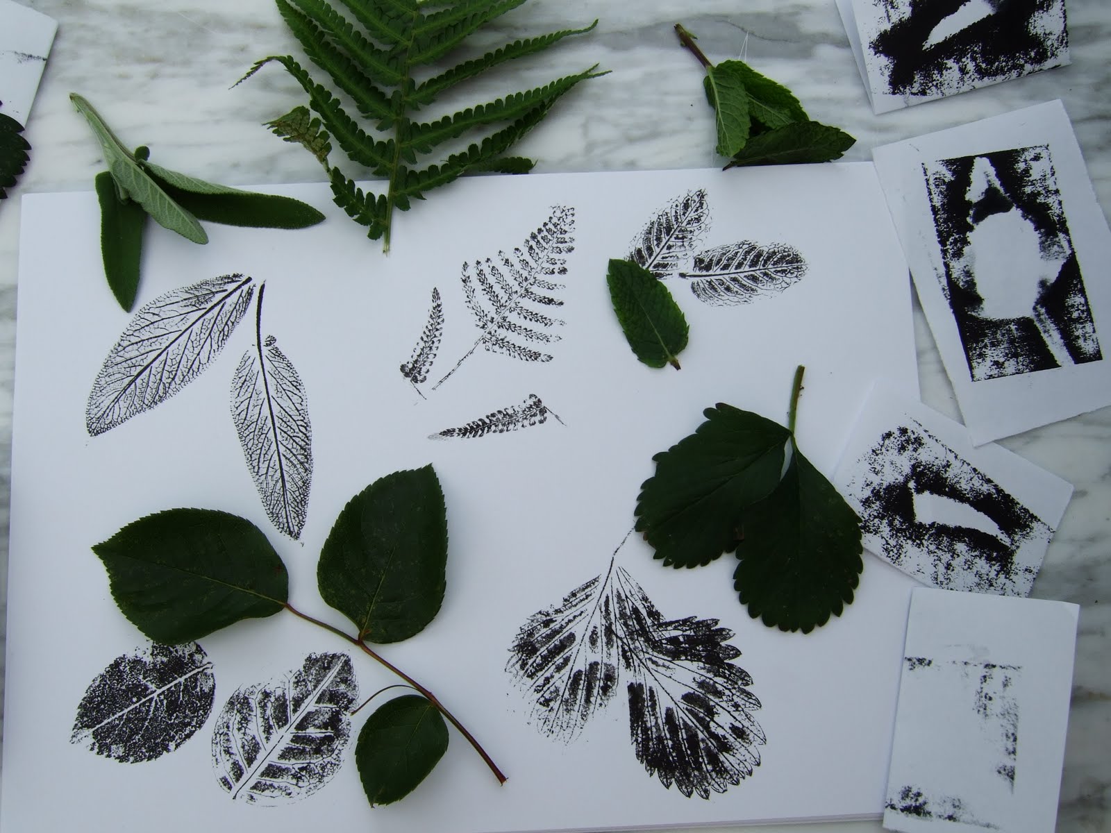 Linden Grove Nature Printing