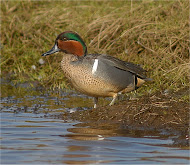 Green-winged Teal