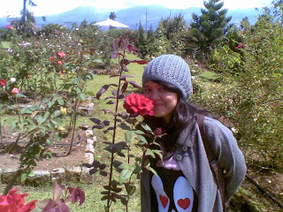 mawar merah di kebun mawar